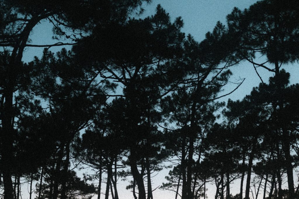 Pins en silhouette pendant une séance engagement à Lacanau Océan