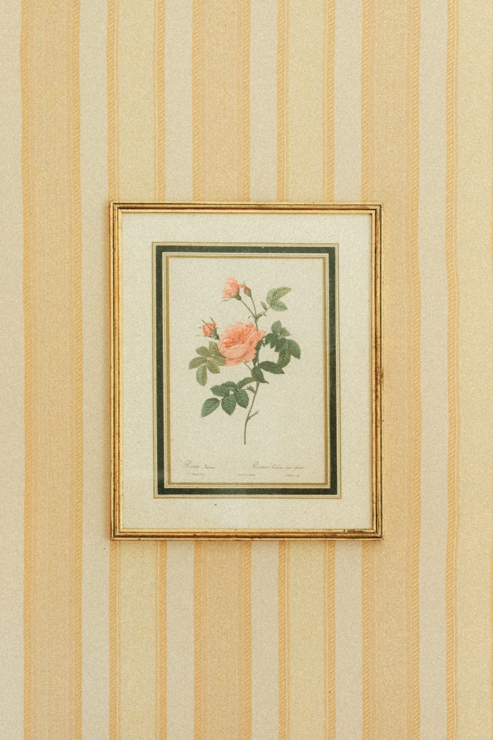 Illustration d'une une rose dans un cadre doré accroché à un mur au papier peint rayé jaune