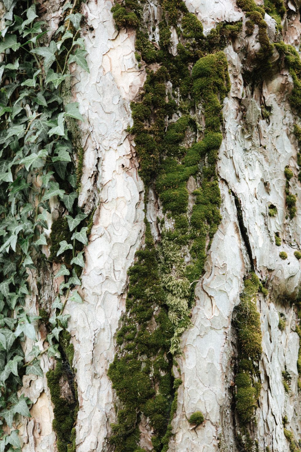 Ecorce et mousse d'un arbre au Château des Aulnes