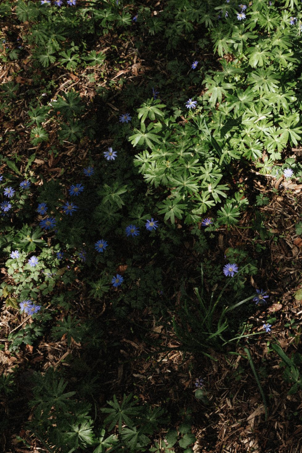 Ombres et lumières sur un tapis d'anémone mauve au Jardin Botanique de Metz