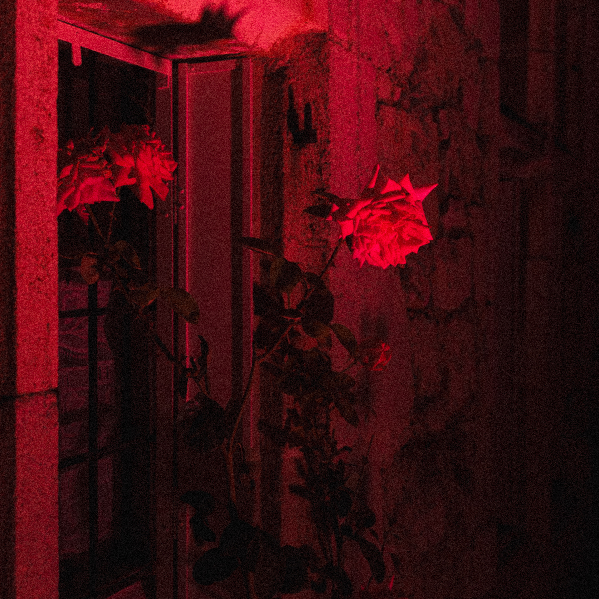 Rose éclairée par une lumière rouge au Château de Hattonchâtel