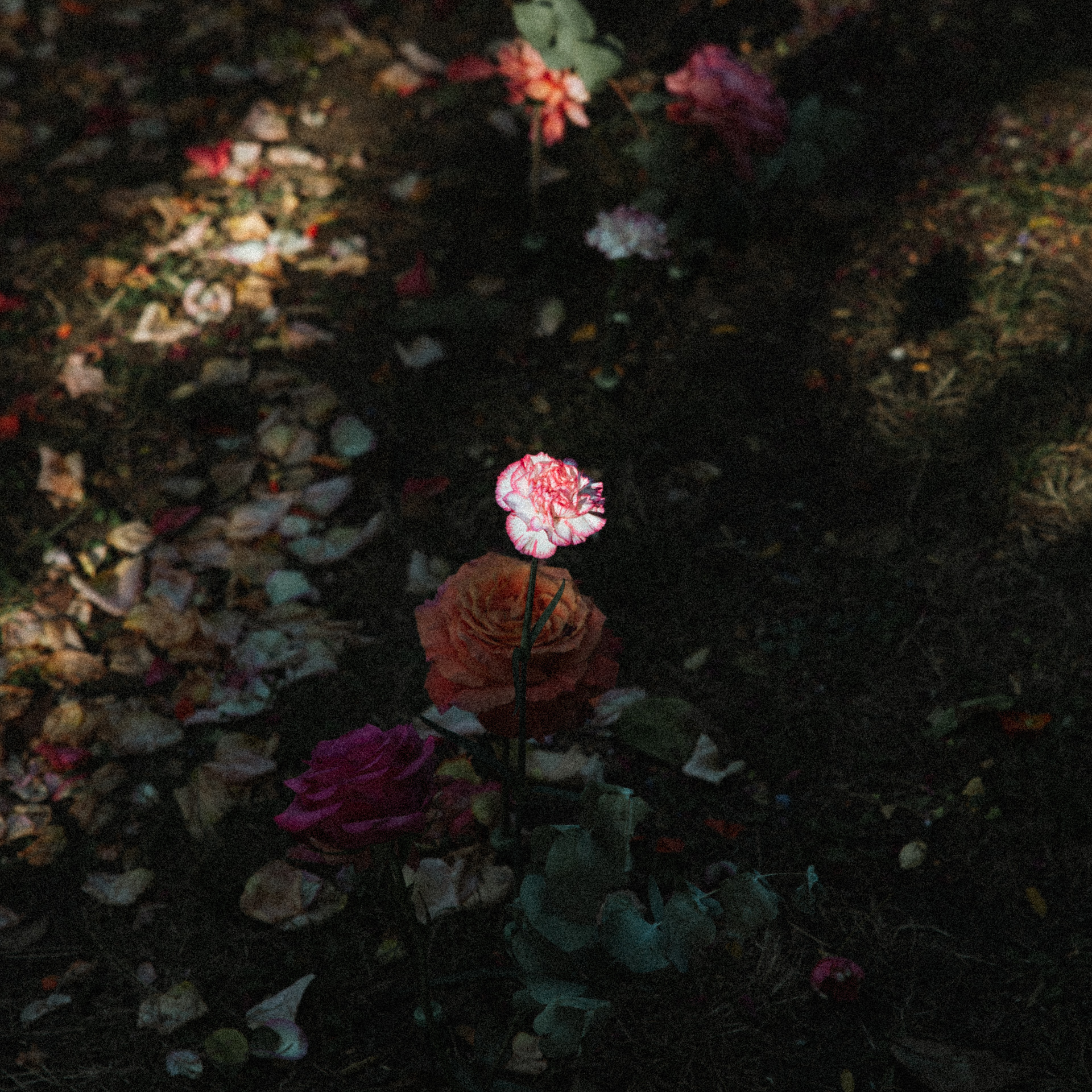 Fleur plantée dans le sol pour décorer la cérémonie laïque au Domaine de Millanges à Tabanac. La fleur est dans la lumière et le reste dans l'ombre