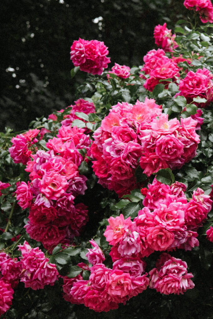 Rosiers en fleurs rose vif dans le jardin du Château de Morey, créant une ambiance romantique et colorée